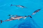 Oahu Dolphin & Snorkel Adventure with Waterslide, Lunch & Hula