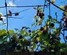 Wine Not? Taste the Essence of North Carolina on Wine Tasting!