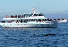 Book Now & Save 10% on Monterey Bay Whale Watching Tours