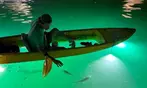 Glass Bottom Kayak LED Night Tour Deal - 75-Minute Fish Feeding Discount