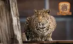 Entrées adulte et enfant au choix au Zoo Refuge La Tanière