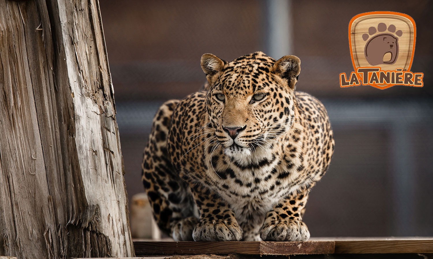 Entrées adulte et enfant au choix au Zoo Refuge La Tanière