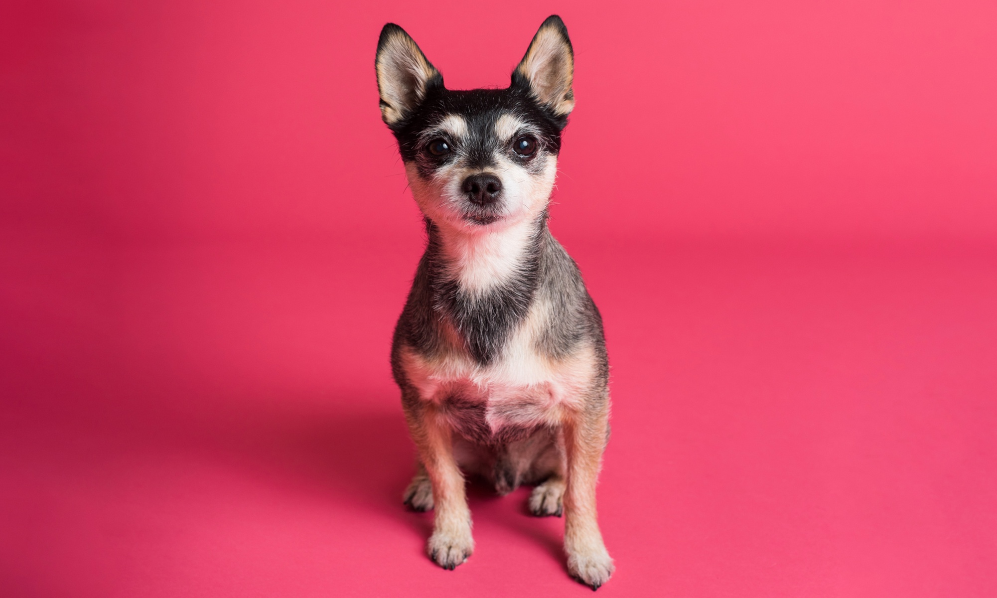 Sesión de baño con ozono para perros en Peluquería Canina Muchas Patas