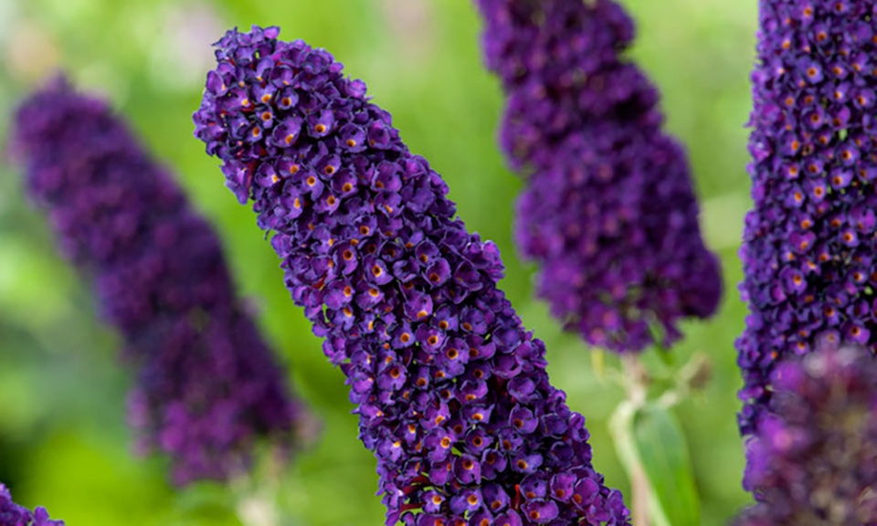 Set di 3 Buddleja davidii Butterfly Bush