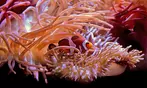 Georgia Aquarium General Admission Ticket Deals