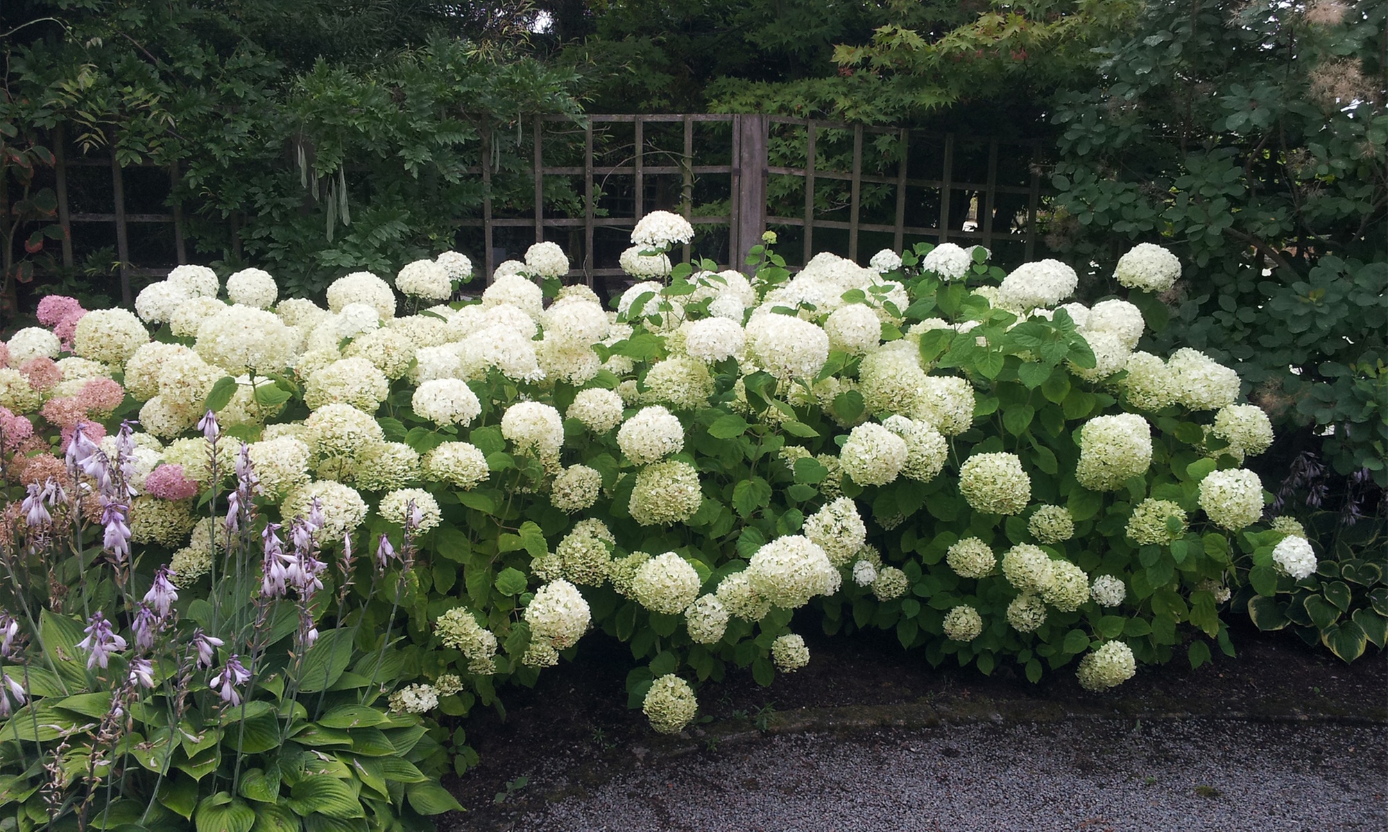 Plantes de jardin "Hortensia Strong Annabelle"