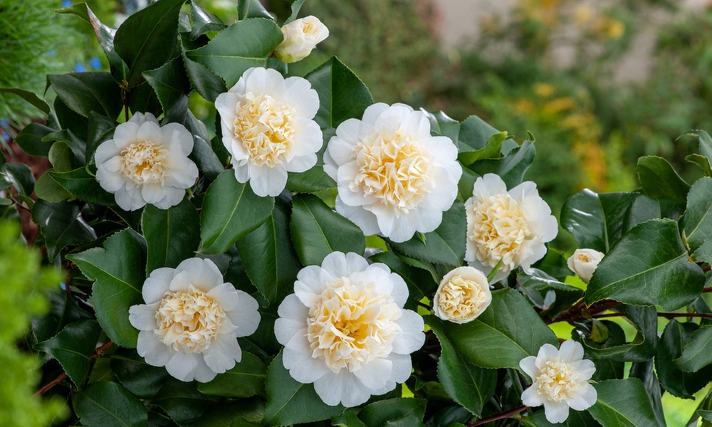 1x oder 2x japanische Rose (Camellia Japonica)