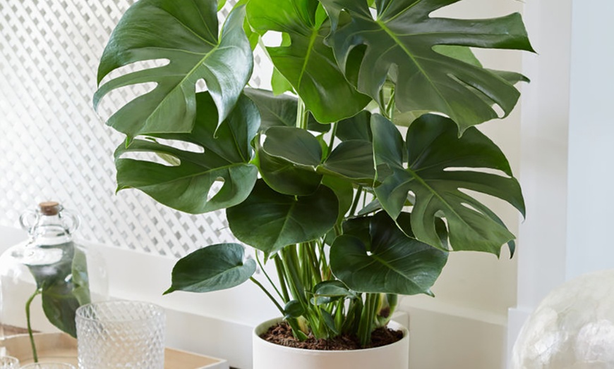 Monstera Deliciosa Kamerplant Groupon