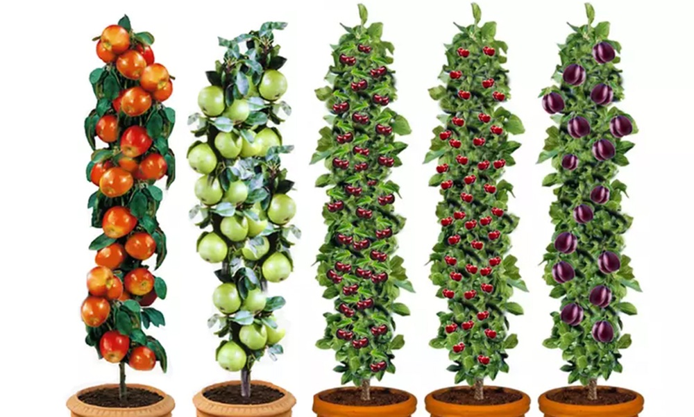 Set di 5 alberi da frutta XXL