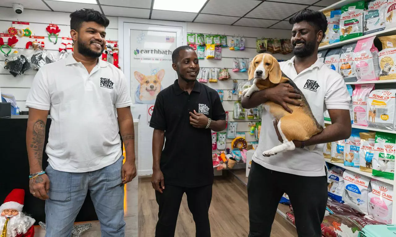 Pamper Cat or Small, Medium, Large or Extra Size Dog Full Pet Grooming