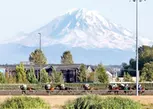 Horse Racing at Emerald Downs - Up to 41% Off