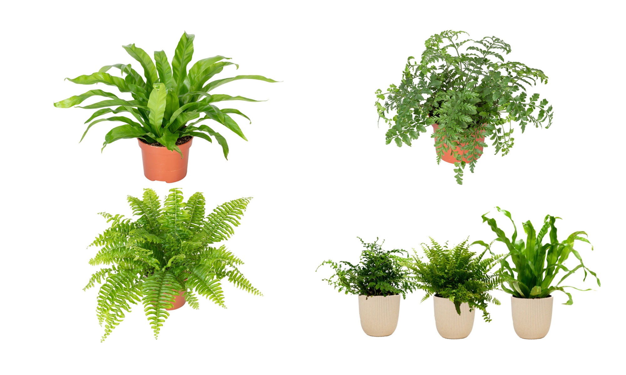 Set van 3 mix varen kamerplanten