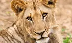 Drive-Thru Wildlife Safari Discount Tickets & Deals – Winston, Oregon