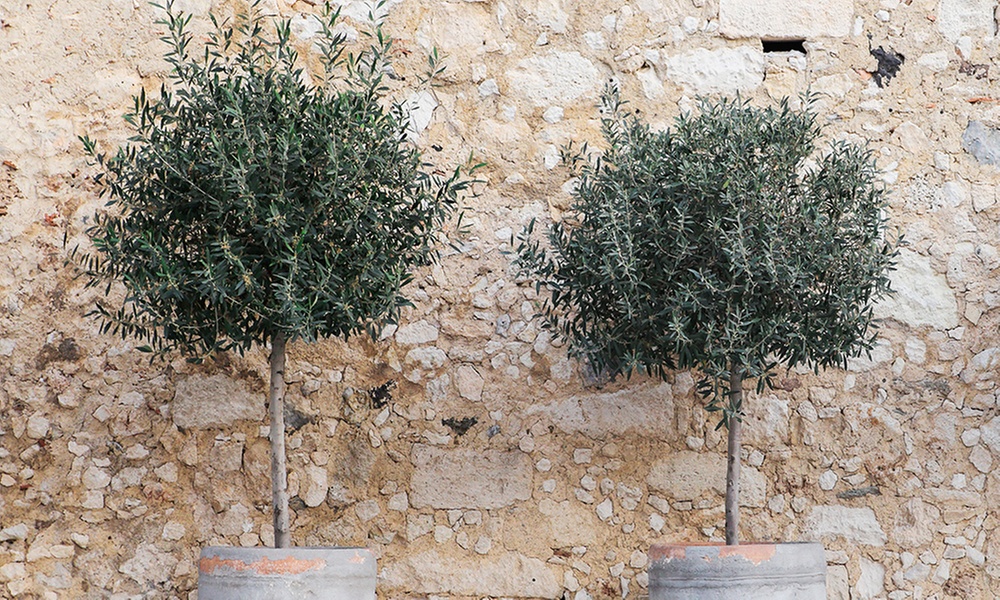 Arbre Oliviers Européens