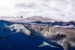Up to 20% Off on Shark Diving at Hawaii Adventure Diving