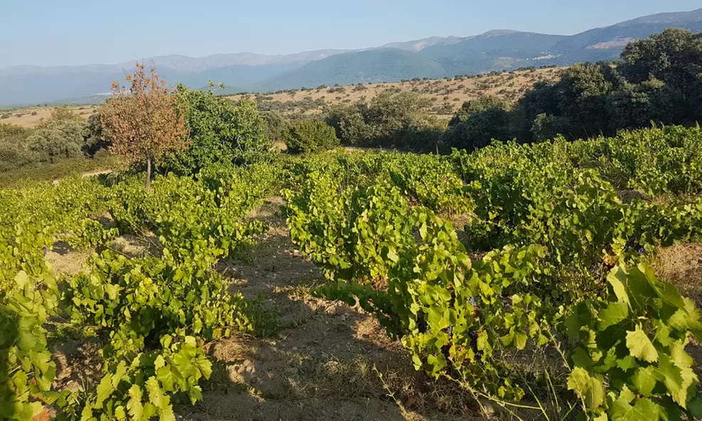 Cata de vinos ecológicos en Bodega ecológica Luis Saavedra