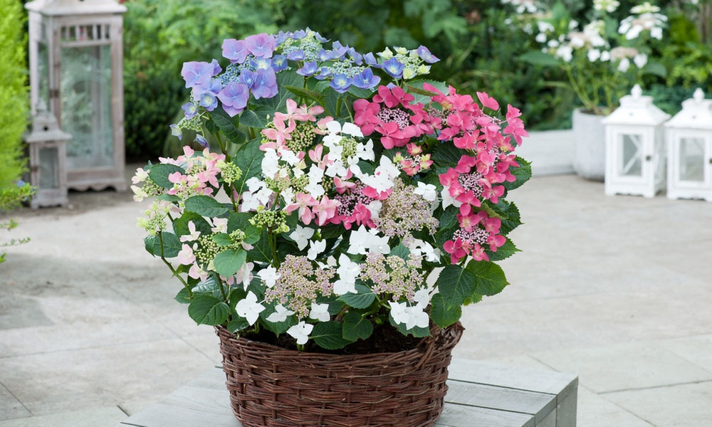 3x oder 6x Hortensie „Teller"