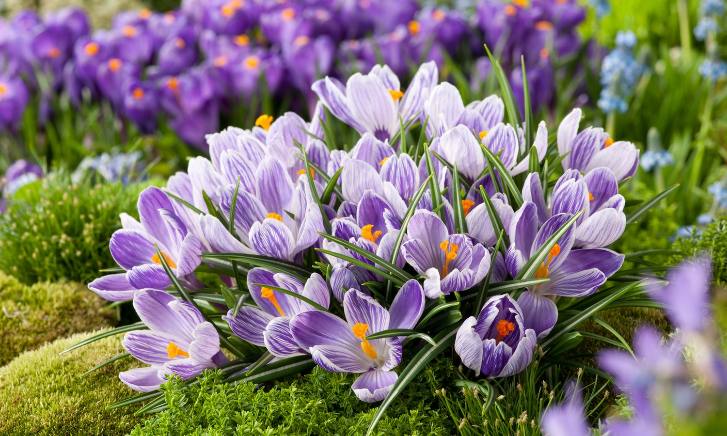 30, 100 oder 200 Krokuszwiebeln