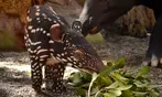 Vive un viaje educativo y salvaje con una entrada a Bioparc Fuengirola