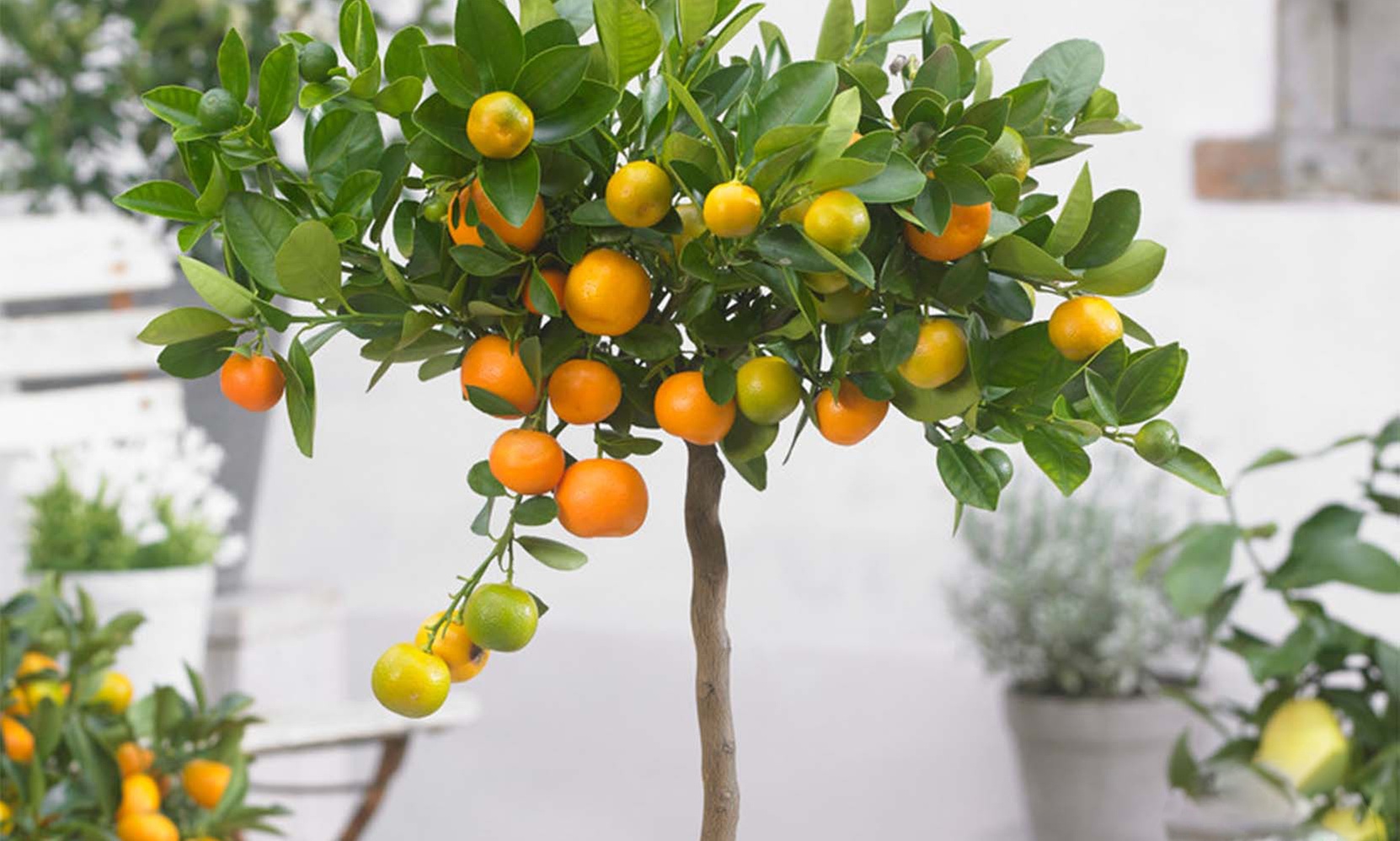 1 o 2 piante di Citrus Calamondin, Limon o Kumquat