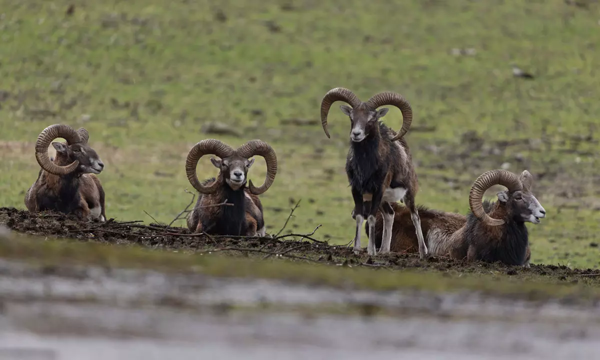 Bis zu 18% Rabatt auf den Zoo – Tierpark/Safaripark bei Wildpark Johannismühle