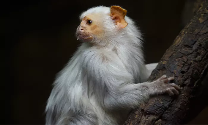 ¡Conoce el mundo animal! Entrada infantil, general o sénior a elegir para Faunia Madrid, ahorra hasta un 49%