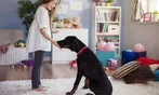 Learn Dog Commands for Beginners with Online Pet Care Course