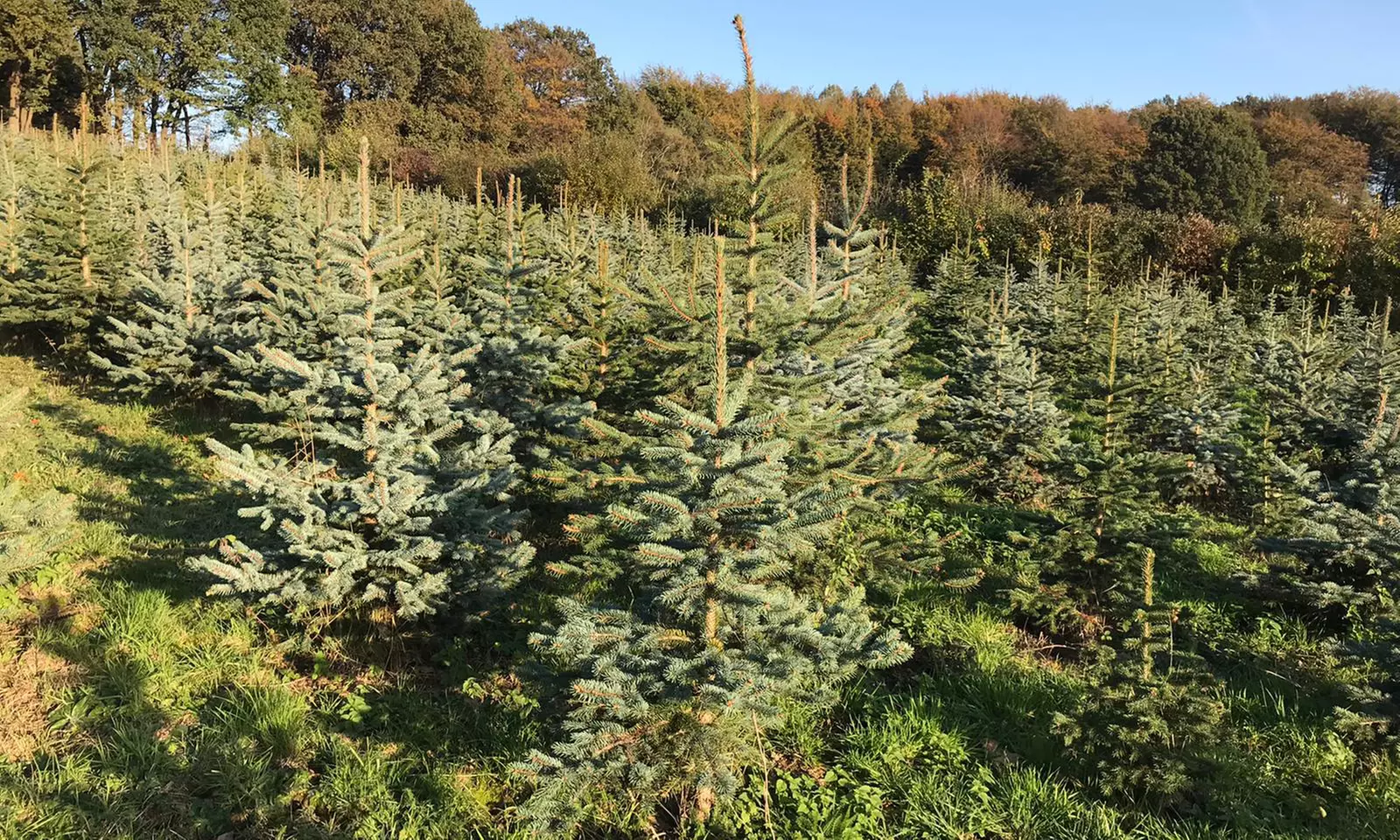 Weihnachtsbaum-Abenteuer: Blaufichte fällen & Glühwein/Punsch