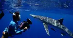 Up to 20% Off on Shark Diving at Hawaii Adventure Diving