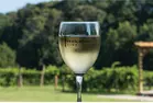 Wine Not? Taste the Essence of North Carolina on Wine Tasting!