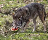 Drive-Thru Wildlife Safari Discount Tickets & Deals – Winston, Oregon