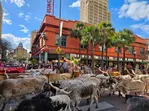 Buckhorn Museum & Texas Ranger Museum Admission in San Antonio