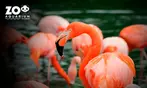 Zoo Aquarium de Madrid: una entrada para adulto, infantil o sénior