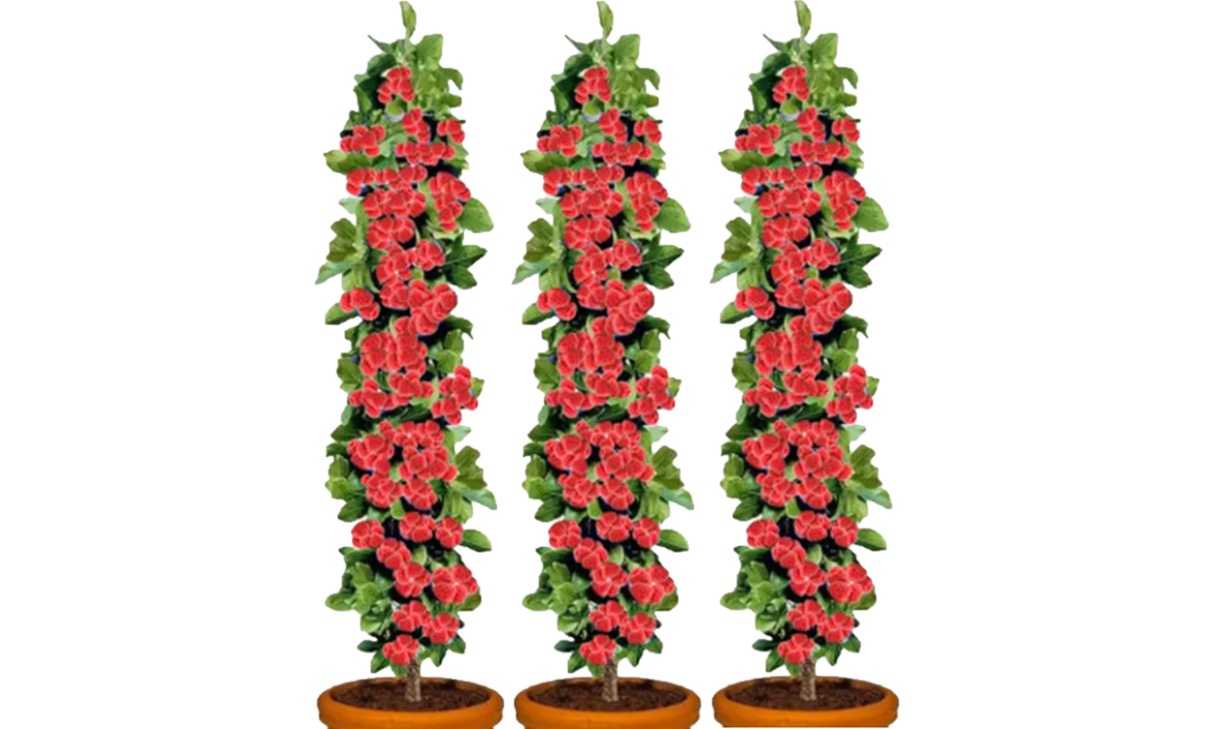 3x oder 6x Beerenpflanzen