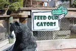 Mini-Golf Deals For One, Two, Three, or Four - Play Among Live Gators (Up To 50% Off)