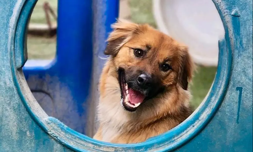 3 or 7-Night Dog Boarding Stay with Playtime & Personalized Care