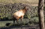Drive-Thru Wildlife Safari Discount Tickets & Deals – Winston, Oregon