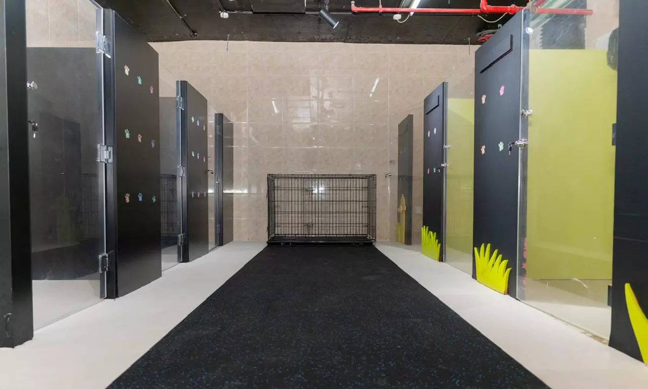 Pamper Cat or Small, Medium, Large or Extra Size Dog Full Pet Grooming