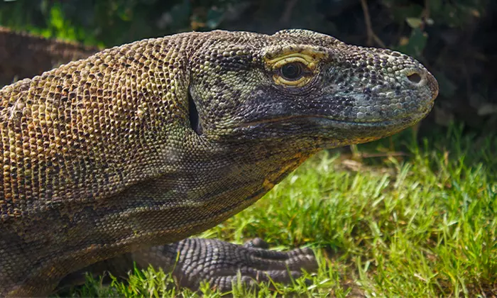 ¡Conoce el mundo animal! Entrada infantil, general o sénior a elegir para Faunia Madrid, ahorra hasta un 49%