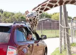 African Safari Wildlife Park: Drive & Walk-Thru Safari w/ 400+ Animals