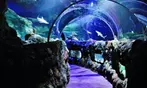 SPECIAL OFFER! SEA LIFE Charlotte Admission