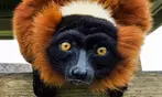 Drive-Thru Wildlife Safari Discount Tickets & Deals – Winston, Oregon