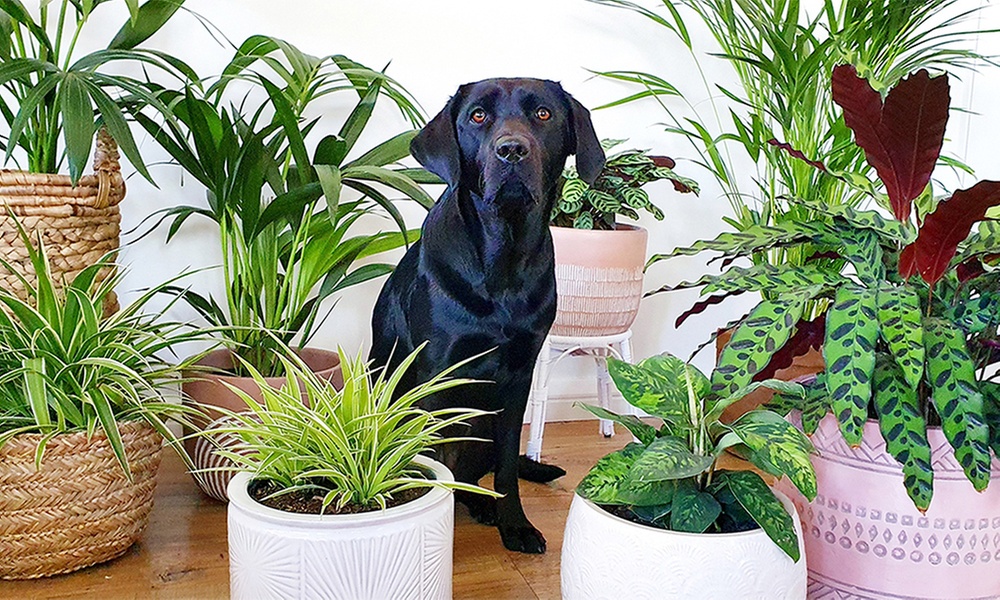 4er-Set haustierfreundliche Pflanzen