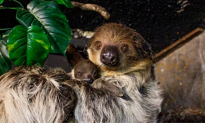 ¡Conoce el mundo animal! Entrada infantil, general o sénior a elegir para Faunia Madrid, ahorra hasta un 49%