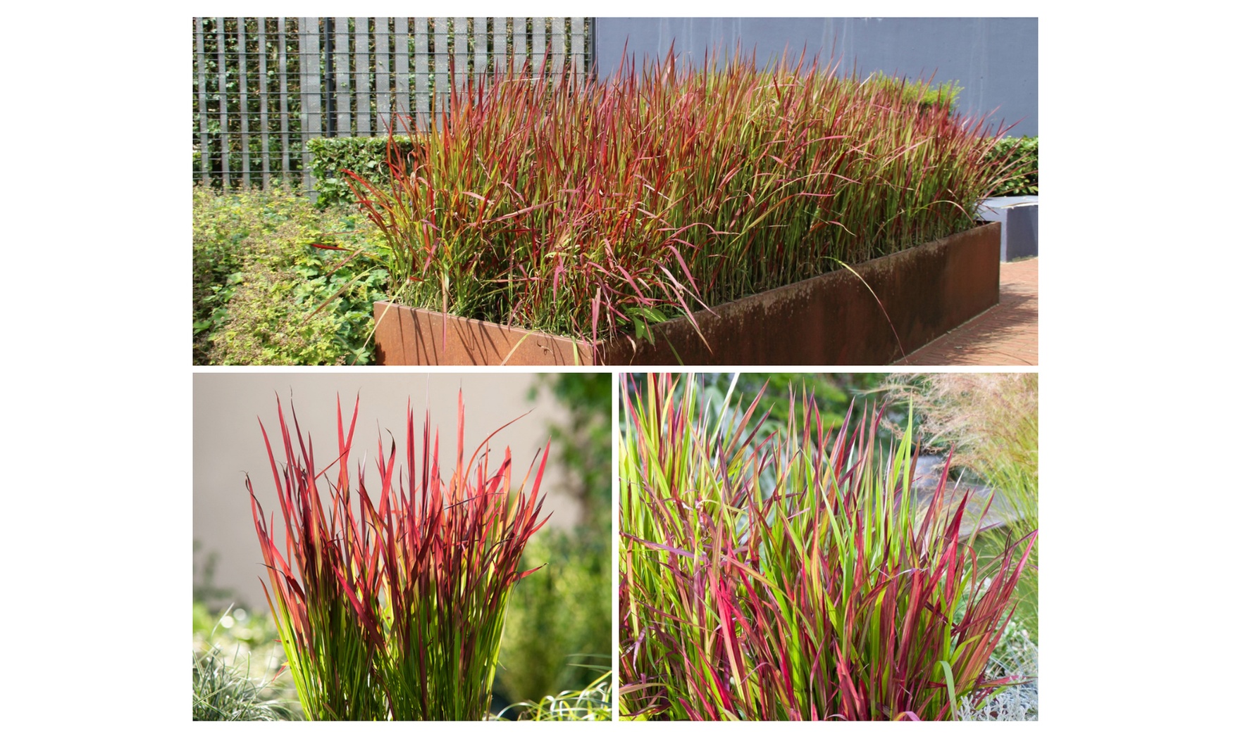 4x oder 8x Japanisches Blutgras 'Red Baron'