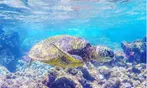 Up to 20% Off on Snorkeling at Sea Quest Rafting and Snorkeling Adventures