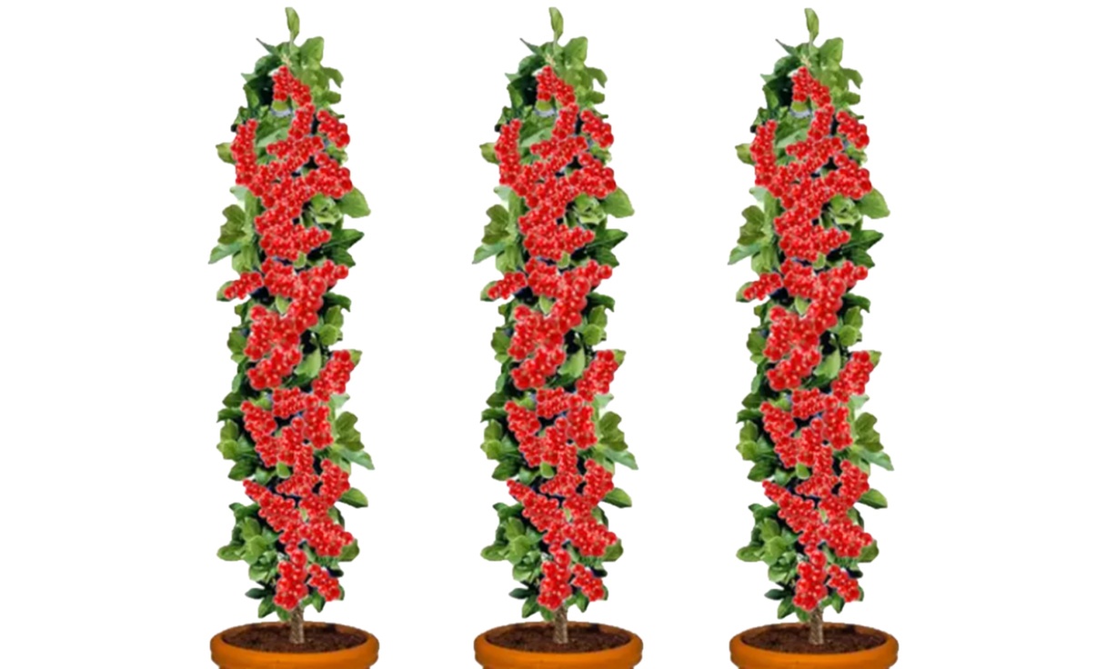 3er-Set Rote Johannisbeeren