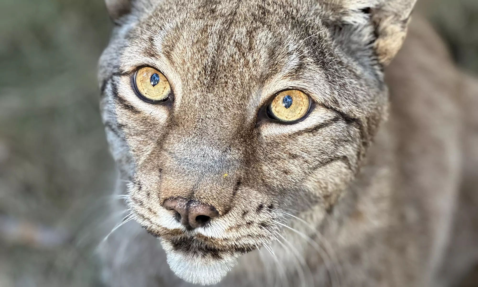 Bis zu 18% Rabatt auf den Zoo – Tierpark/Safaripark bei Wildpark Johannismühle