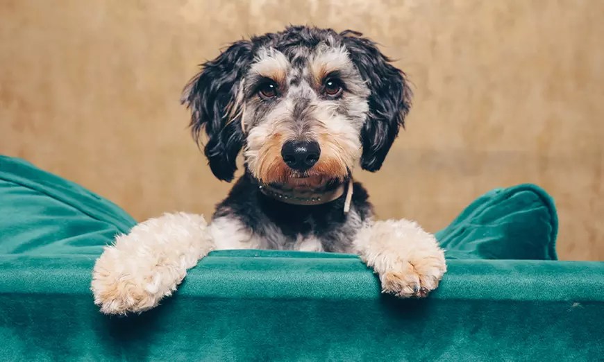 90 Min. Haustier Fotoshooting inkl. 2-5 Bildern + Geschenk