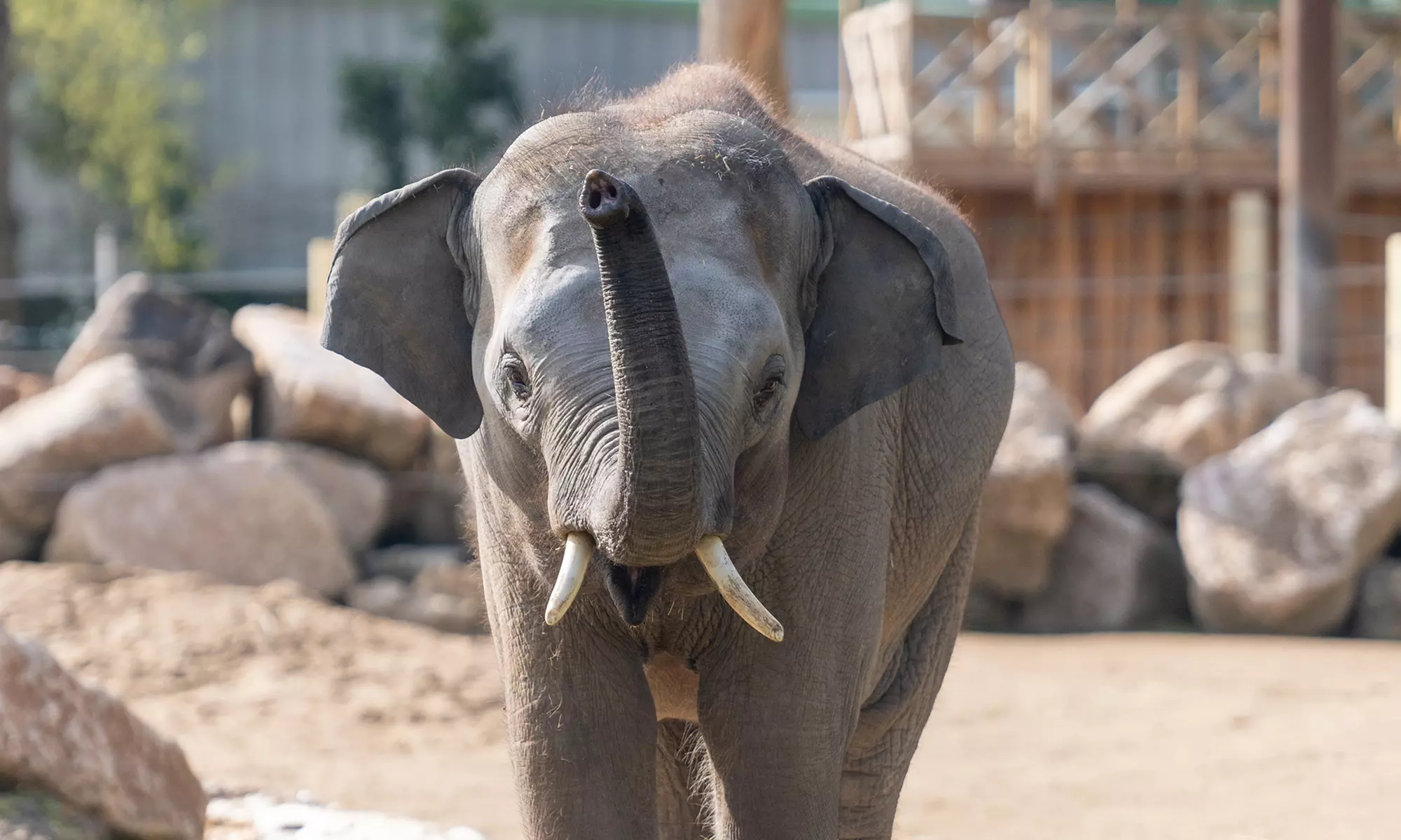 Entrée en famille à Touroparc Zoo : zoo et attractions